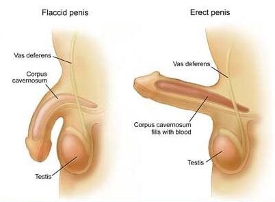 男人阴茎硬度不够的原因